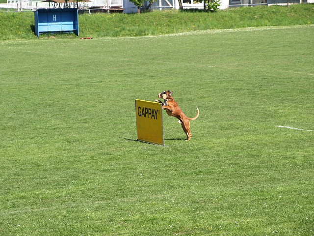 www.atibox.net * www.euroboxer.eu * www.boxergenealogia.eu